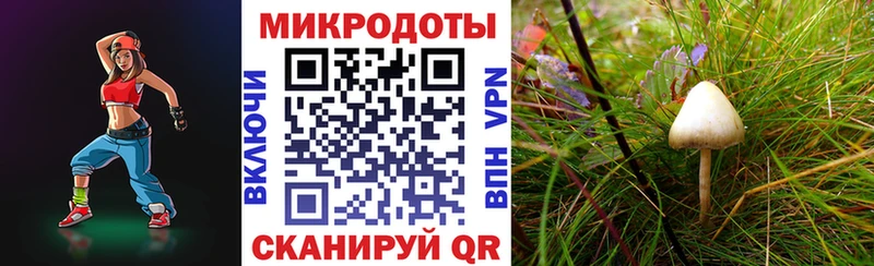 даркнет сайт  мега tor  Псилоцибиновые грибы мицелий  Губкин 